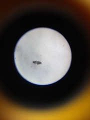 Thysanoptera
