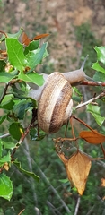 Otala punctata