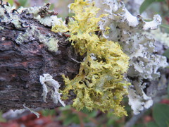 Vulpicida canadensis