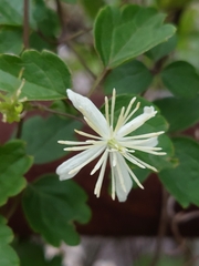 Clematis grata