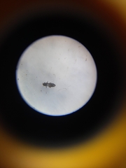Thysanoptera