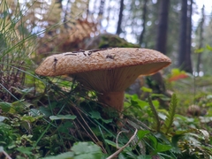 Lactarius scrobiculatus