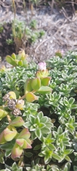 Delosperma patersoniae