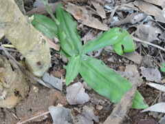 Habenaria plantaginea