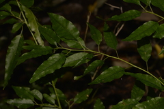 Monococcus echinophorus