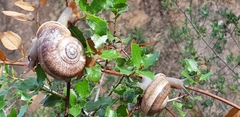 Otala punctata
