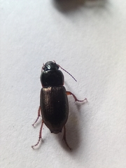 Harpalus rufipes