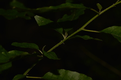 Monococcus echinophorus