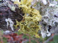 Vulpicida canadensis