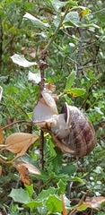 Otala punctata