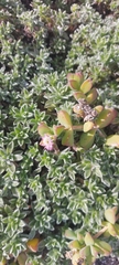Delosperma patersoniae