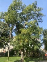 Styphnolobium japonicum