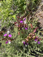 Polygala