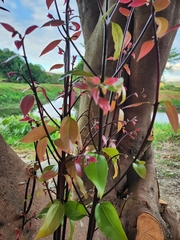 Cinnamomum burmanni