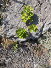 Pelargonium cucullatum