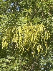 Styphnolobium japonicum