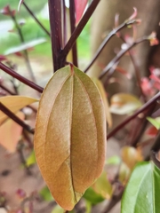 Cinnamomum burmanni