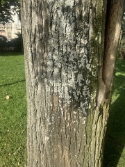 Styphnolobium japonicum