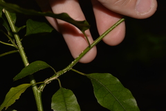 Monococcus echinophorus