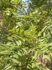 Styphnolobium japonicum