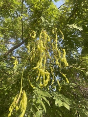 Styphnolobium japonicum