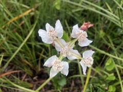 Xanthosia rotundifolia