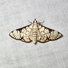 Aphytoceros lucusalis