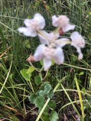 Xanthosia rotundifolia
