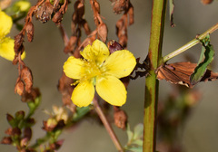 Hypericum undulatum