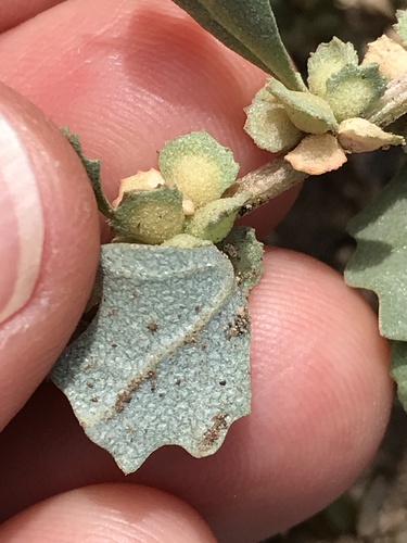 Atriplex muelleri