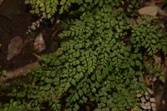 Adiantum atroviride