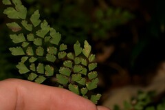 Adiantum atroviride