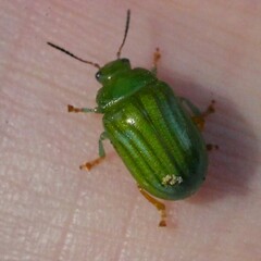 Calomela pallida