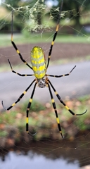 Trichonephila clavata