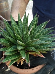 Aristaloe aristata