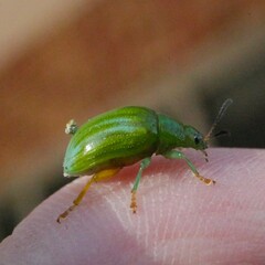 Calomela pallida