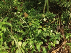 Mussaenda formosanum