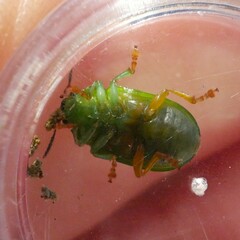 Calomela pallida