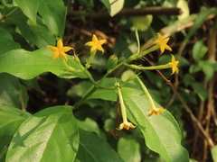 Mussaenda formosanum