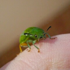 Calomela pallida
