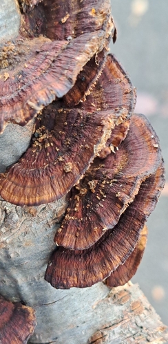 Daedaleopsis tricolor