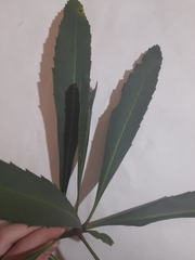 Pseudopanax crassifolius