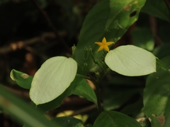Mussaenda formosanum