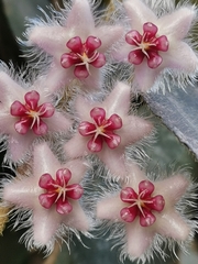 Hoya caudata