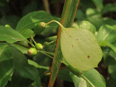 Mussaenda formosanum