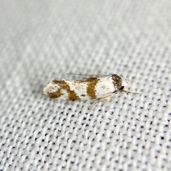 Isomoralla gephyrota