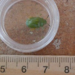 Calomela pallida