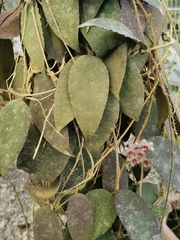 Hoya caudata