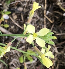Brassica juncea