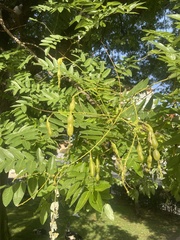 Styphnolobium japonicum